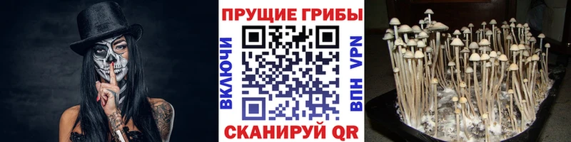 где купить наркотик  Людиново  Псилоцибиновые грибы MAGIC MUSHROOMS 